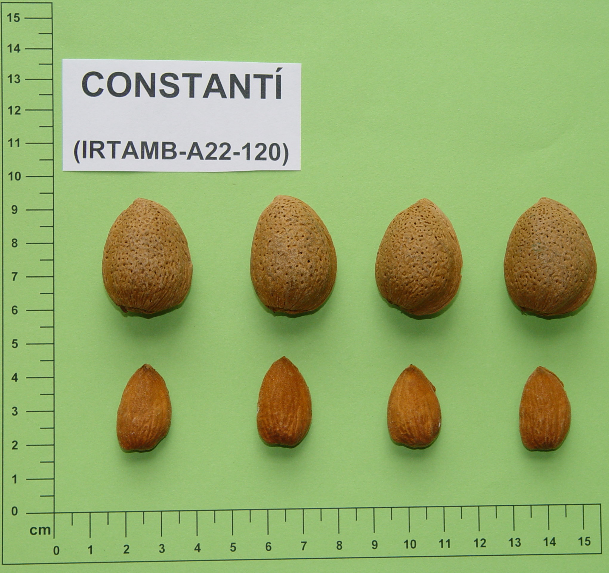 Constanti