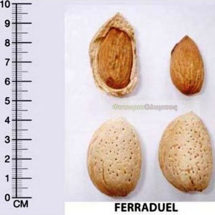 Ferraduel