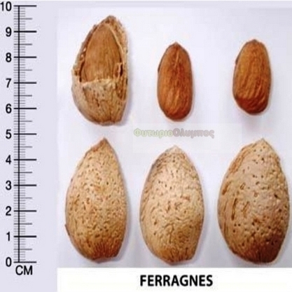 Ferragnes