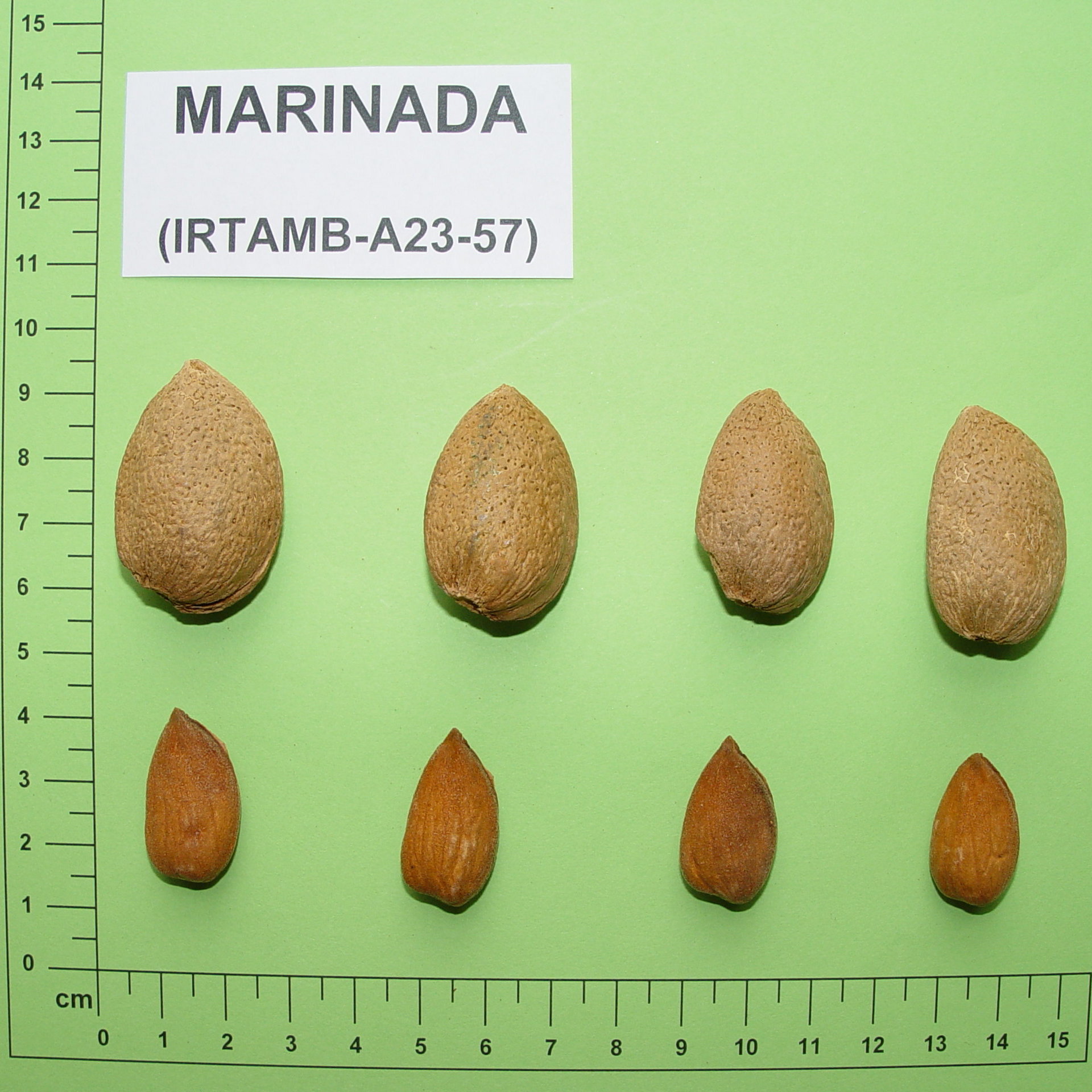 Marinada