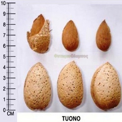 Τuono