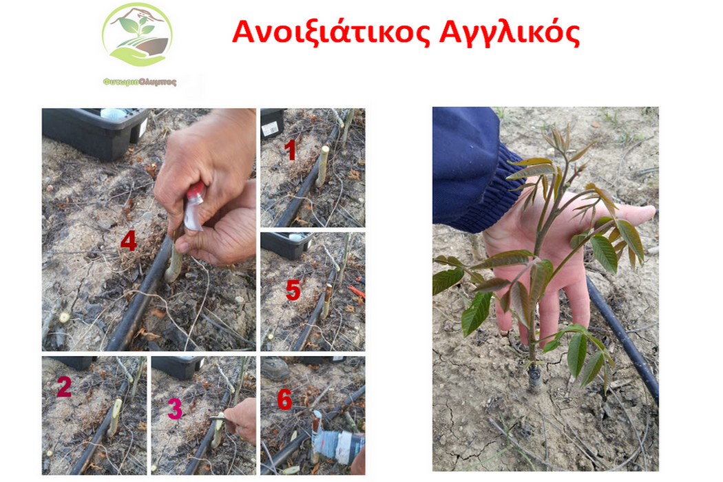 Ο Εμβολιασμός της Καρυδιάς